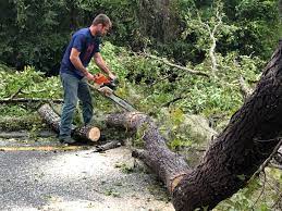 Trusted Issaquah, WA Tree Care Experts