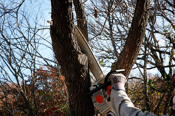 Best Commercial Tree Services  in Issaquah, WA